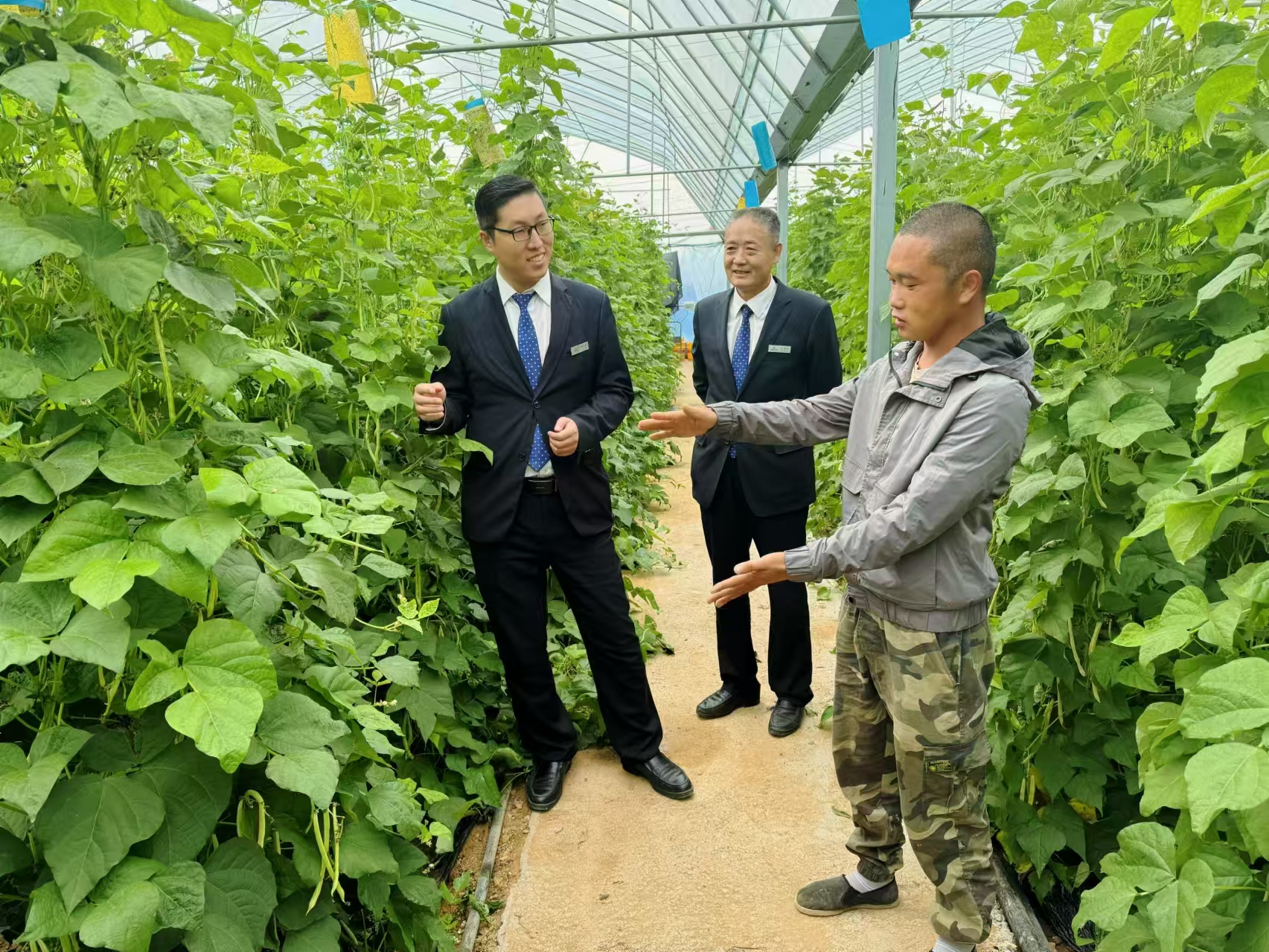 1742788525501499.jpg 客户经理深入蔬菜大棚调研菜农金融需求.jpg